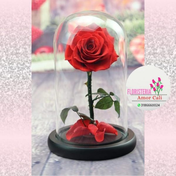 rosa eterna roja