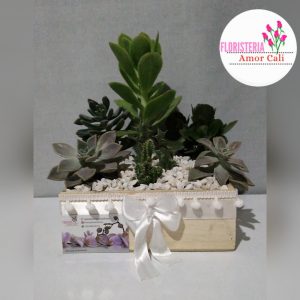 jardín de suculentas