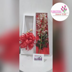 orquídea sin cymbidiunm en caja