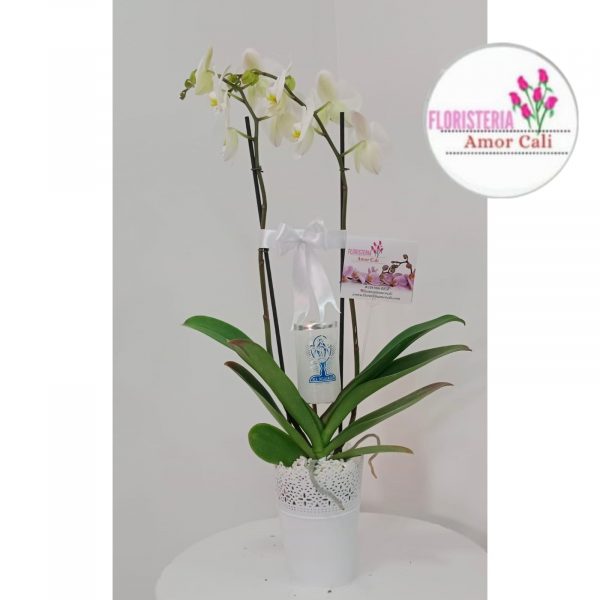 planta de orquidea con vela
